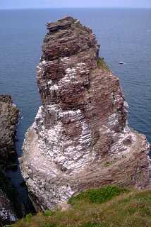 Fauconnire au Cap Frhel